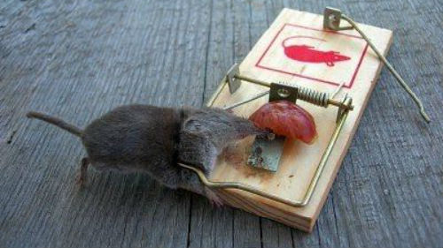 мертвая мышь в мышеловке
