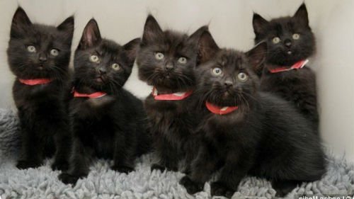 много черных котят