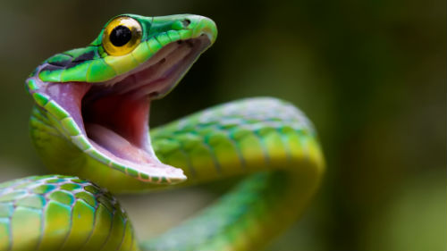 зеленая змея нападает