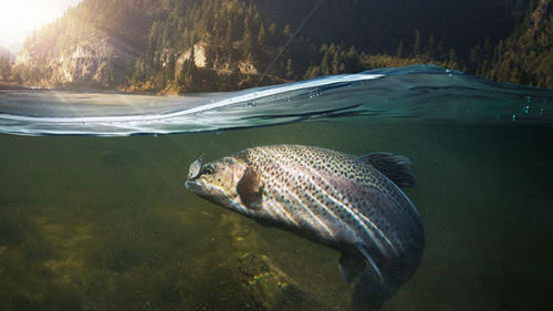 ловить рыбу в прозрачной воде