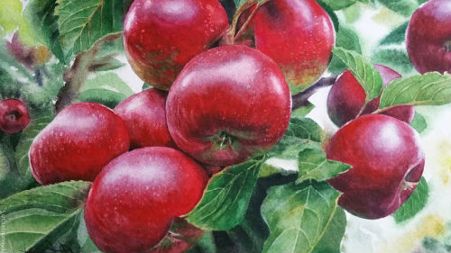 Яблоки Фото Красивые На Дереве