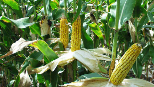 собирать кукурузу в поле