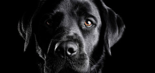 чёрная собака