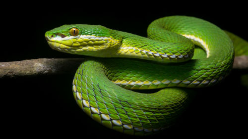 зеленая змея во сне