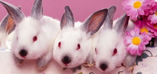 маленькие кролики