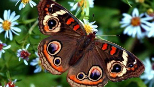 видеть красивую бабочку