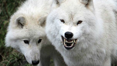 к чему снятся белые волки женщине	