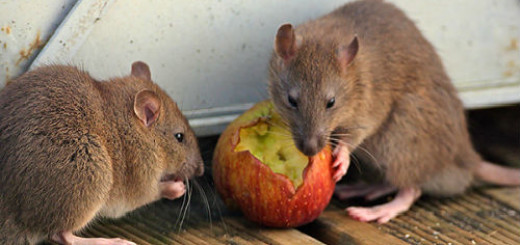 мыши и крысы