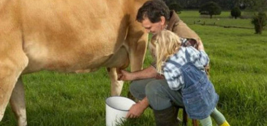 доить корову