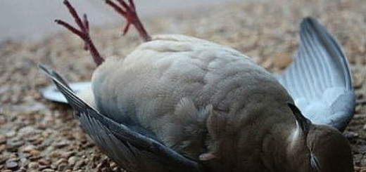 мёртвый голубь