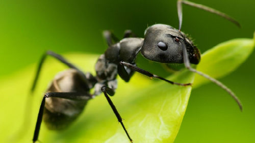 черная мурашка