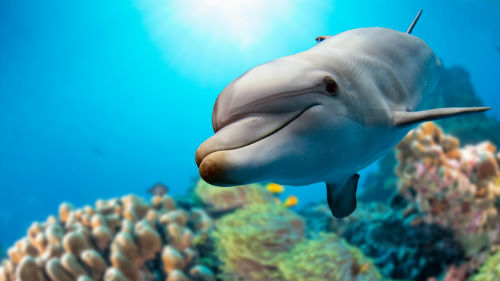 белый дельфин во сне