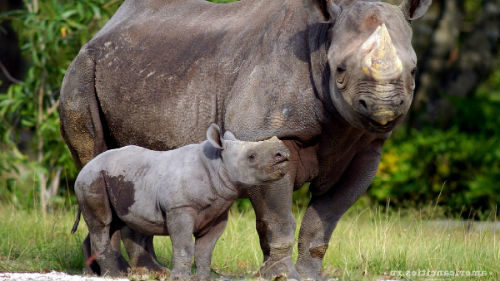 носороги в зоопарке