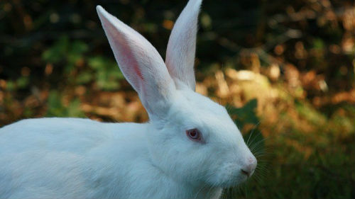 к чему снится белый заяц или кролик
