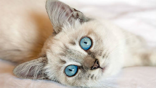 голубоглазый котенок