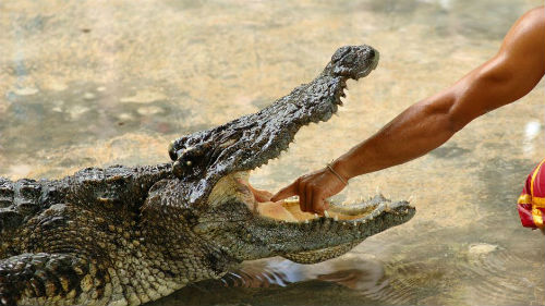 крокодил кусает за руку