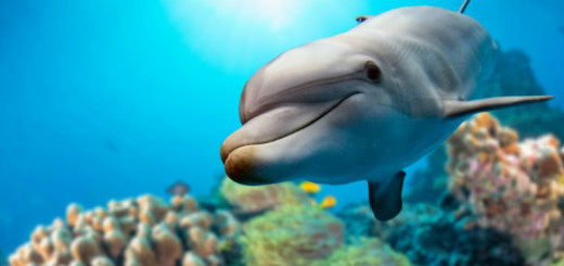 белый дельфин