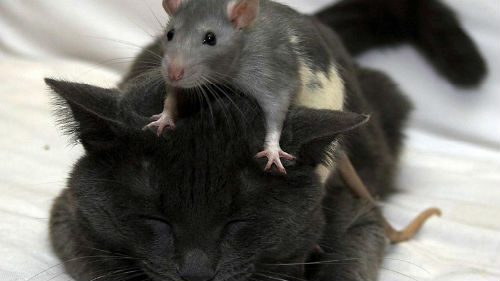 серая крыса нападает