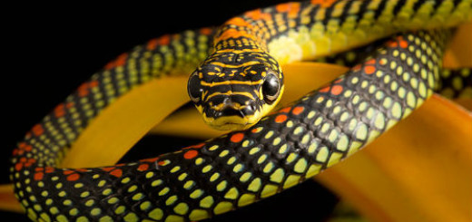 жёлтая змея
