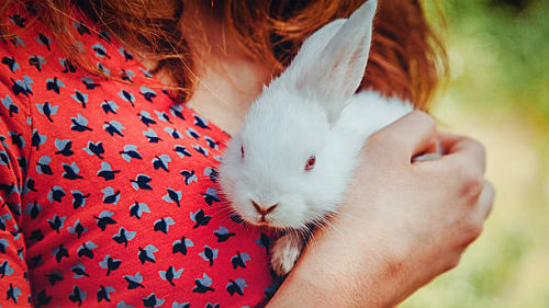 белый крольчонок в руках девушки