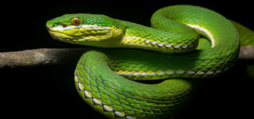зелёная змея