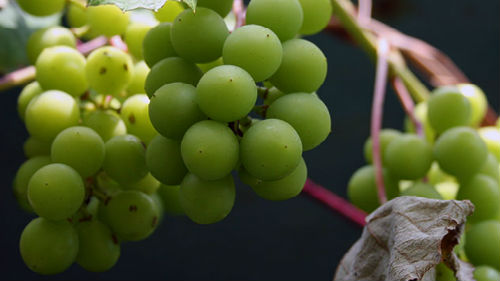к чему снится зеленый виноград