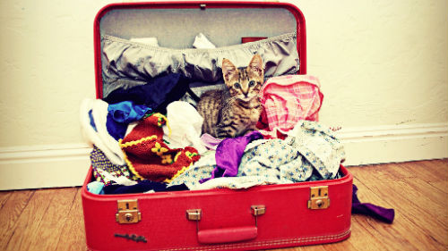 чемодан с вещами собранный во сне