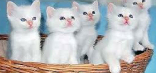 белые котята