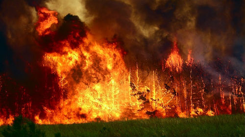 сильное пламя в лесу