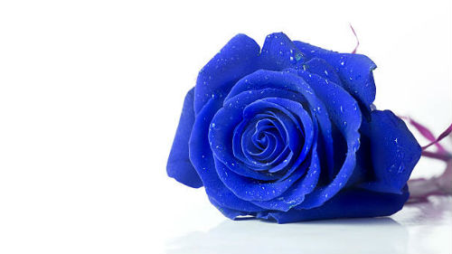 синий цветок