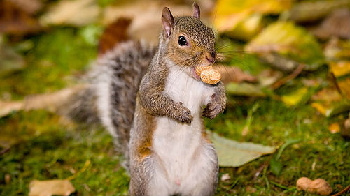 кушать орехи