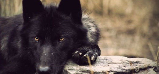 чёрный волк