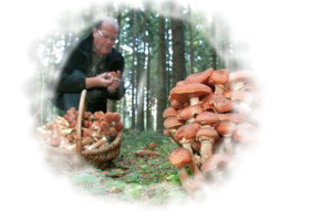 к чему снится грибы собирать