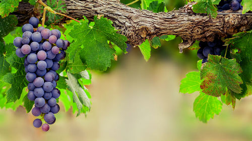 к чему сниться виноградная лоза