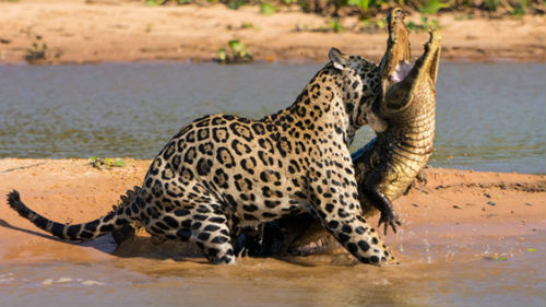 бой рептилии с леопардом