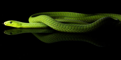 зеленая змея в воде
