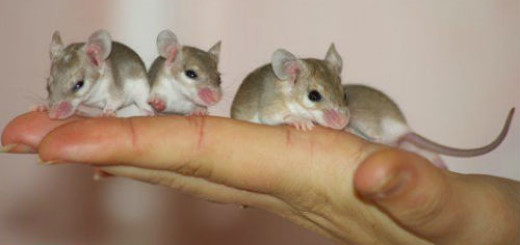 маленькие мыши