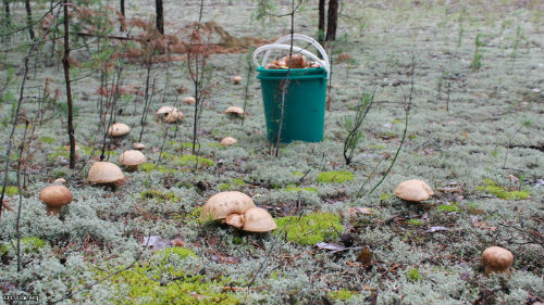 поход в лес за грибами