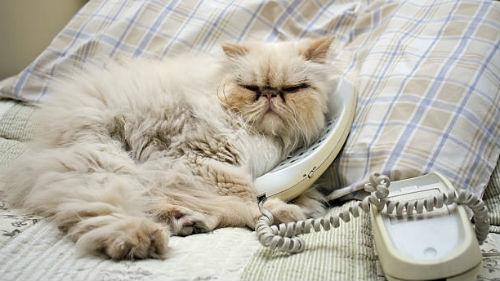 телефонный разговор кота