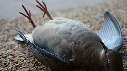 мертвый голубь во сне