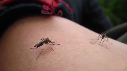 к чему снятся комары