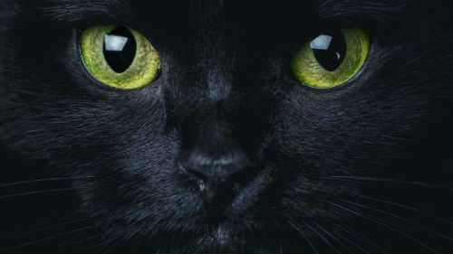 чёрный кот 😫💤 Снится.ру | Самый полный сонник
