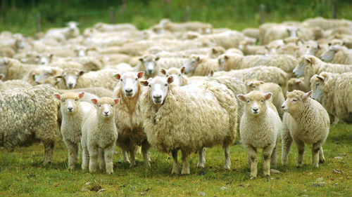 отара овец с ягнятами
