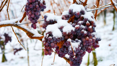 видеть виноградник в снегу