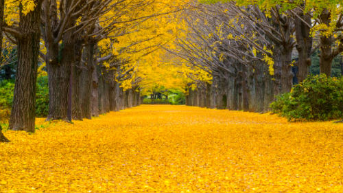 Желтые листья к чему снится thumbnail