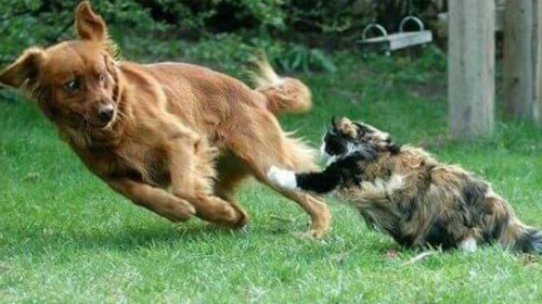 кошка нападает на собаку