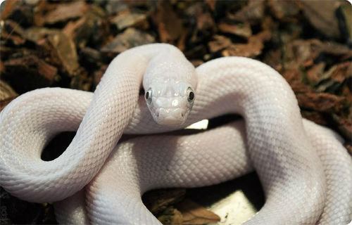 Белая змея по соннику