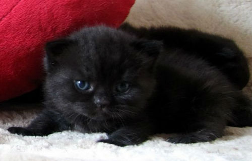 маленький черный котенок
