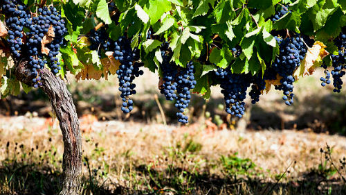 видеть разросшийся виноград