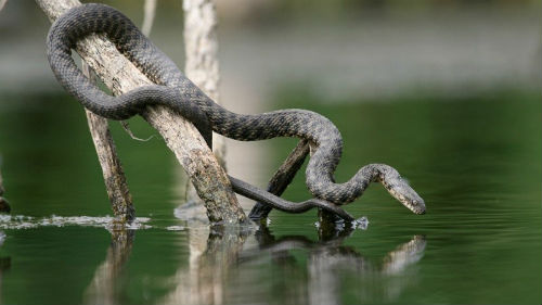 змея не ядовитая в воде